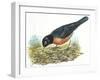 Birds: Passeriformes, American Robin (Turdus Migratorius) Catching Insects-null-Framed Giclee Print