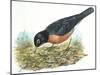 Birds: Passeriformes, American Robin (Turdus Migratorius) Catching Insects-null-Mounted Giclee Print