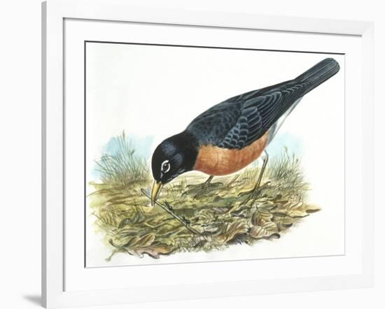 Birds: Passeriformes, American Robin (Turdus Migratorius) Catching Insects-null-Framed Giclee Print