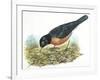 Birds: Passeriformes, American Robin (Turdus Migratorius) Catching Insects-null-Framed Giclee Print