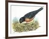 Birds: Passeriformes, American Robin (Turdus Migratorius) Catching Insects-null-Framed Giclee Print