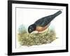 Birds: Passeriformes, American Robin (Turdus Migratorius) Catching Insects-null-Framed Giclee Print