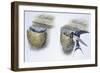 Birds: Passeriformes, Barn Swallow (Hirundo Rustica) in Nest and Feeding Chicks-null-Framed Giclee Print