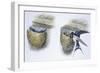 Birds: Passeriformes, Barn Swallow (Hirundo Rustica) in Nest and Feeding Chicks-null-Framed Giclee Print