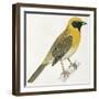 Birds: Passeriformes, Baya Weaver (Ploceus Philippinus)-null-Framed Giclee Print