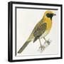 Birds: Passeriformes, Baya Weaver (Ploceus Philippinus)-null-Framed Giclee Print