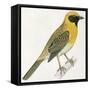 Birds: Passeriformes, Baya Weaver (Ploceus Philippinus)-null-Framed Stretched Canvas