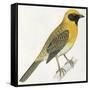 Birds: Passeriformes, Baya Weaver (Ploceus Philippinus)-null-Framed Stretched Canvas