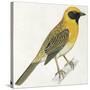 Birds: Passeriformes, Baya Weaver (Ploceus Philippinus)-null-Stretched Canvas