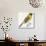 Birds: Passeriformes, Baya Weaver (Ploceus Philippinus)-null-Giclee Print displayed on a wall