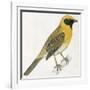 Birds: Passeriformes, Baya Weaver (Ploceus Philippinus)-null-Framed Giclee Print