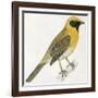 Birds: Passeriformes, Baya Weaver (Ploceus Philippinus)-null-Framed Giclee Print