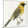 Birds: Passeriformes, Baya Weaver (Ploceus Philippinus)-null-Mounted Giclee Print