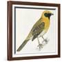 Birds: Passeriformes, Baya Weaver (Ploceus Philippinus)-null-Framed Giclee Print