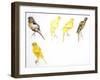 Birds: Passeriformes, Canaries (Serinus Canaria): Canary with Curled Plumange-null-Framed Giclee Print