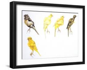 Birds: Passeriformes, Canaries (Serinus Canaria): Canary with Curled Plumange-null-Framed Giclee Print