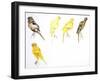 Birds: Passeriformes, Canaries (Serinus Canaria): Canary with Curled Plumange-null-Framed Giclee Print