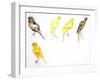 Birds: Passeriformes, Canaries (Serinus Canaria): Canary with Curled Plumange-null-Framed Giclee Print