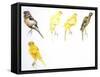 Birds: Passeriformes, Canaries (Serinus Canaria): Canary with Curled Plumange-null-Framed Stretched Canvas