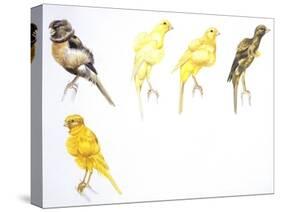 Birds: Passeriformes, Canaries (Serinus Canaria): Canary with Curled Plumange-null-Stretched Canvas