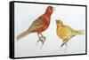 Birds: Passeriformes, Canaries (Serinus Canaria)-null-Framed Stretched Canvas