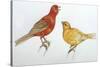 Birds: Passeriformes, Canaries (Serinus Canaria)-null-Stretched Canvas