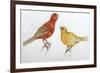 Birds: Passeriformes, Canaries (Serinus Canaria)-null-Framed Giclee Print