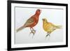 Birds: Passeriformes, Canaries (Serinus Canaria)-null-Framed Giclee Print