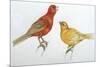 Birds: Passeriformes, Canaries (Serinus Canaria)-null-Mounted Giclee Print