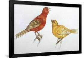 Birds: Passeriformes, Canaries (Serinus Canaria)-null-Framed Giclee Print