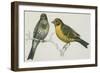 Birds: Passeriformes, Canary (Serinus Canaria) Couple-null-Framed Giclee Print