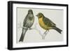 Birds: Passeriformes, Canary (Serinus Canaria) Couple-null-Framed Giclee Print