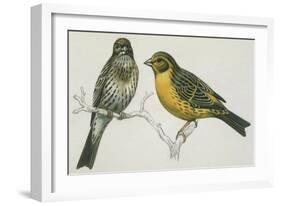 Birds: Passeriformes, Canary (Serinus Canaria) Couple-null-Framed Giclee Print