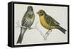 Birds: Passeriformes, Canary (Serinus Canaria) Couple-null-Framed Stretched Canvas