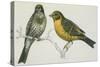 Birds: Passeriformes, Canary (Serinus Canaria) Couple-null-Stretched Canvas