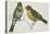 Birds: Passeriformes, Canary (Serinus Canaria) Couple-null-Stretched Canvas