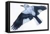 Birds: Passeriformes, Clark's Nutcracker (Nucifraga Columbiana)-null-Framed Stretched Canvas