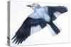 Birds: Passeriformes, Clark's Nutcracker (Nucifraga Columbiana)-null-Stretched Canvas