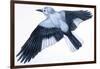 Birds: Passeriformes, Clark's Nutcracker (Nucifraga Columbiana)-null-Framed Giclee Print