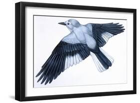 Birds: Passeriformes, Clark's Nutcracker (Nucifraga Columbiana)-null-Framed Giclee Print