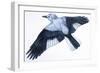 Birds: Passeriformes, Clark's Nutcracker (Nucifraga Columbiana)-null-Framed Giclee Print