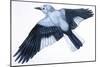 Birds: Passeriformes, Clark's Nutcracker (Nucifraga Columbiana)-null-Mounted Giclee Print