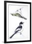 Birds: Passeriformes, Collared Flycatcher (Ficedula Albicollis) and Garden Warbler (Sylvia Borin)-null-Framed Giclee Print