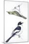 Birds: Passeriformes, Collared Flycatcher (Ficedula Albicollis) and Garden Warbler (Sylvia Borin)-null-Mounted Giclee Print