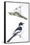 Birds: Passeriformes, Collared Flycatcher (Ficedula Albicollis) and Garden Warbler (Sylvia Borin)-null-Framed Stretched Canvas