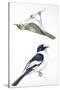 Birds: Passeriformes, Collared Flycatcher (Ficedula Albicollis) and Garden Warbler (Sylvia Borin)-null-Stretched Canvas