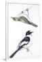 Birds: Passeriformes, Collared Flycatcher (Ficedula Albicollis) and Garden Warbler (Sylvia Borin)-null-Framed Giclee Print