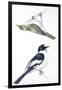 Birds: Passeriformes, Collared Flycatcher (Ficedula Albicollis) and Garden Warbler (Sylvia Borin)-null-Framed Giclee Print