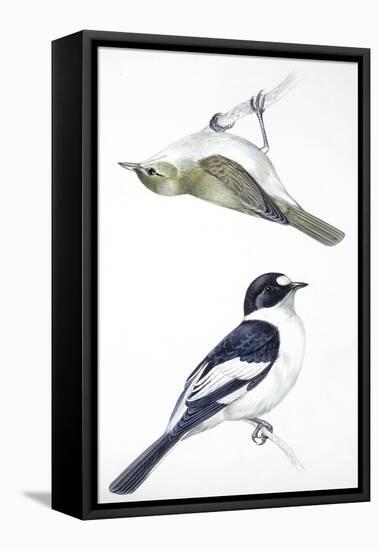 Birds: Passeriformes, Collared Flycatcher (Ficedula Albicollis) and Garden Warbler (Sylvia Borin)-null-Framed Stretched Canvas