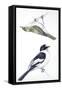 Birds: Passeriformes, Collared Flycatcher (Ficedula Albicollis) and Garden Warbler (Sylvia Borin)-null-Framed Stretched Canvas